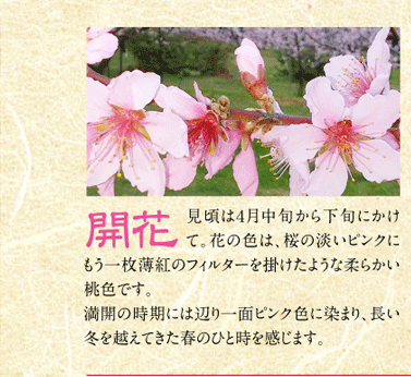 開花／見頃は４月中旬から下旬にかけて。花の色は、桜の淡いピンクにもう一枚薄紅のフィルターを掛けたような柔らかい桃色です。満開の時期には辺り一面ピンク色に染まり、長い冬を越えてきた春のひと時を感じます。