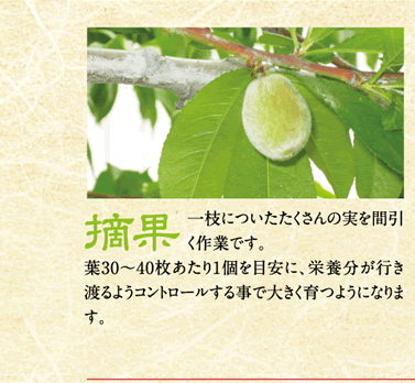 摘果／一枝についたたくさんの実を間引く作業です。葉30〜40枚あたり1個を目安に、栄養分が行き渡るようコントロールする事で大きく育つようになります。
