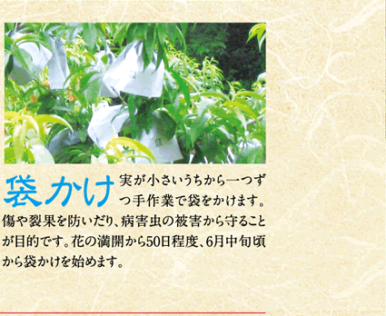 袋かけ／実が小さいうちから一つずつ手作業で袋をかけます。傷や裂果を防いだり、病害虫の被害から守ることが目的です。花の満開から50日程度、6月中旬頃から袋かけを始めます。