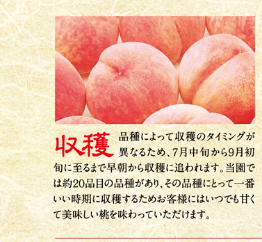 収穫／品種によって収穫のタイミングが異なるため、７月中旬から９月初旬に至るまで早朝から収穫に追われます。当園では約20品目の品種があり、その品種にとって一番いい時期に収穫するためお客様にはいつでも甘くて美味しい桃を味わっていただけます。