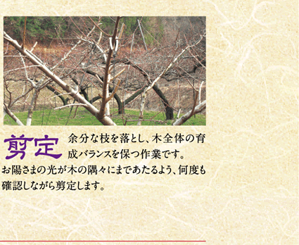 剪定／余分な枝を落とし、木全体の育成バランスを保つ作業です。お陽さまの光が木の隅々にまであたるよう、何度も確認しながら剪定します。