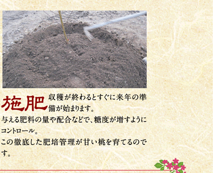 施肥／収穫が終わるとすぐに来年の準備が始まります。与える肥料の量や配合などで、糖度が増すようにコントロール。この徹底した肥培管理が甘い桃を育てるのです。