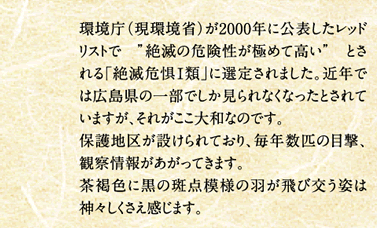 ヒョウモンモドキ／環境庁（現環境省）が2000年に公表したレッドリストで　”絶滅の危険性が極めて高い”　とされる「絶滅危惧I類」に選定されました。近年では広島県の一部でしか見られなくなったとされていますが、それがここ大和なのです。保護地区が設けられており、毎年数匹の目撃、観察情報があがってきます。茶褐色に黒の斑点模様の羽が飛び交う姿は神々しくさえ感じます。