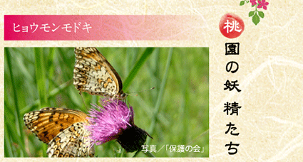 ヒョウモンモドキ