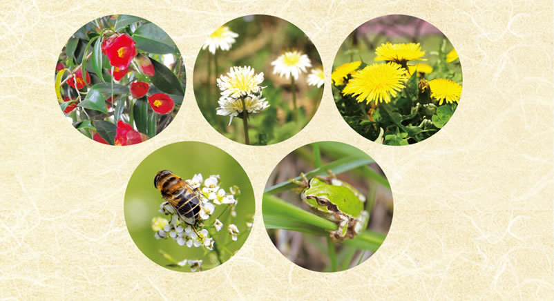 桃園の妖精たち